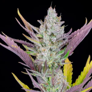 Cogollo resinoso de Wedding Glue Auto, cannabis autofloreciente.