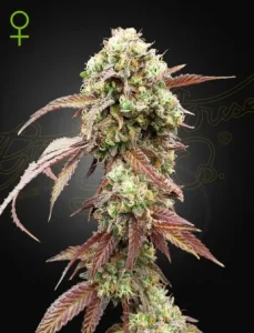 Cogollo de West Coast OG x Gelato 41 Auto de Green House, cannabis autofloreciente.