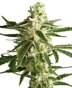 Cogollo de White Diesel Haze Auto de Sensi Seeds, semillas de cannabis autoflorecientes.