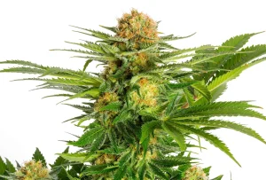 Cogollo de White Domina de Kannabia, variedad índica de cannabis.