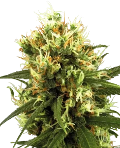 Cogollo de White Haze Auto de Sensi Seeds, semillas de cannabis autoflorecientes.