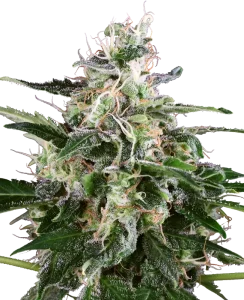 Cogollo de White Skunk Auto de Sensi Seeds, semillas de cannabis autoflorecientes.