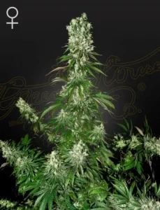 Cogollo de White Strawberry Skunk de Green House, variedad de cannabis.