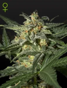 Cogollo de Auto White Widow de Green House, cannabis autofloreciente.
