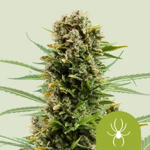 Cogollo resinoso de White Widow Auto de Royal Queen Seeds, cannabis autofloreciente.