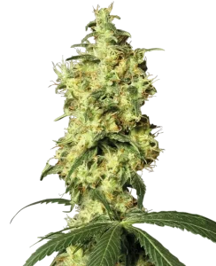 Cogollo de White Widow Auto de Sensi Seeds, semillas de cannabis autoflorecientes.