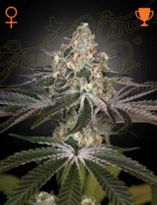 Cogollo de White Widow de Green House, variedad clásica de cannabis.