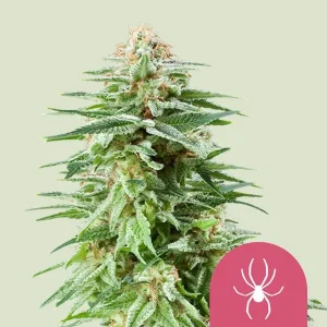 Planta de White Widow de Royal Queen Seeds en floración, variedad de cannabis.