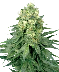 Cogollo de White Widow de Sensi Seeds, variedad clásica de cannabis.