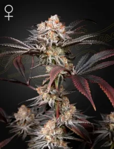 Cogollo de Wonder Pie de Green House, variedad de cannabis.