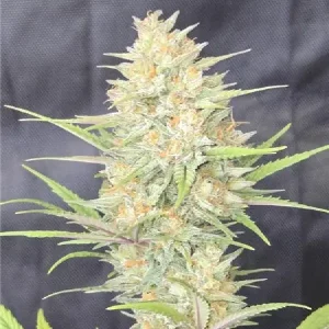 Cogollo escarchado de Z-Up Auto con gran cobertura de tricomas, cannabis autofloreciente.