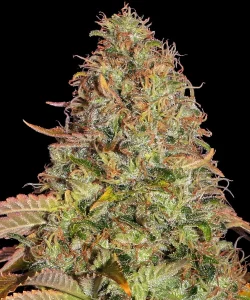 Cogollo resinoso de Z OG Auto de Barney's Farm, cannabis autofloreciente.
