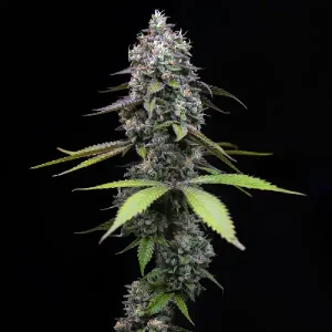 Cogollo exótico de Zoap de Barney's Farm, variedad de cannabis.