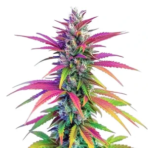 Cogollo de Zombie Death Fuck de Blimburn Seeds, variedad de cannabis.