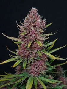 Cogollo de la variedad Ztrawberriez Auto, semillas de cannabis autoflorecientes.