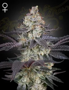Cogollo de Ztrawberry de Green House, variedad de cannabis.