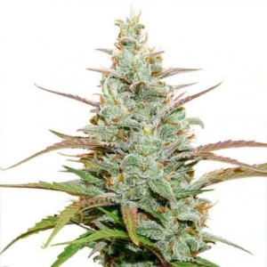 Cogollo de Auto Mokum's Tulip, semillas de cannabis autoflorecientes.