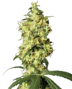 Cogollo de White Widow Auto de Dutch Passion, semillas de cannabis autoflorecientes.