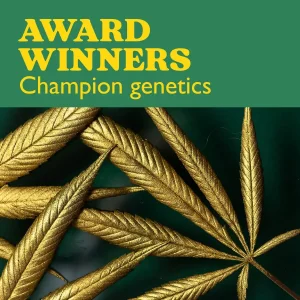 Colección Award Winners de semillas de cannabis con el texto Award Winners Champion genetics sobre fondo oscuro.