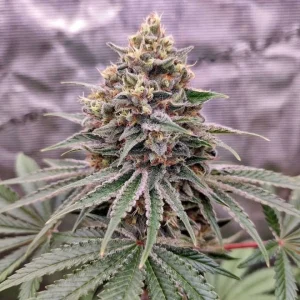 Cogollo de Blue Zushi, variedad de cannabis.