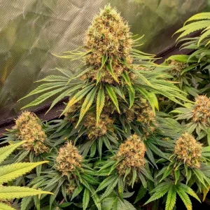 Cogollo de CBD Mazar, variedad de cannabis rica en CBD.