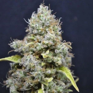 Cogollo de CBD Skunk Haze, variedad de cannabis rica en CBD.