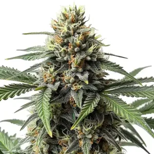 Cogollo de Cr+, variedad crítica de cannabis.