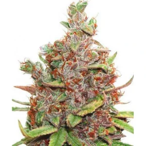 Cogollo de Glueberry OG, variedad de cannabis.