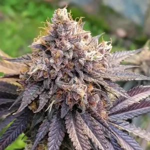 Cogollo púrpura de GMO FAST, variedad de cannabis de floración rápida.