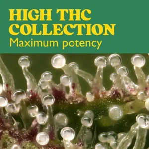 Colección High THC de semillas de cannabis con alto contenido en THC.
