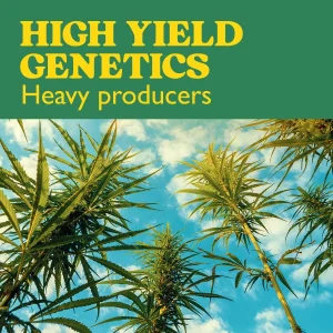 Colección High Yield Genetics de semillas de cannabis de alta producción.