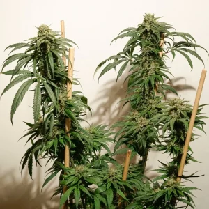 Cogollo de Ice Cream Haze, variedad sativa de cannabis.