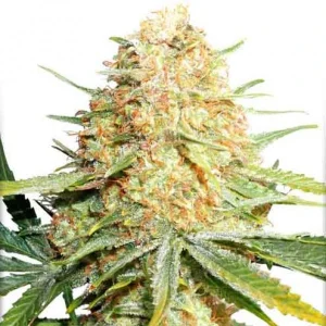 Cogollo de Lemon Z, variedad de cannabis de aroma a limón.