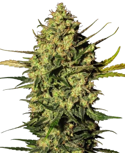 Cogollo de Master Kush, variedad índica de cannabis.