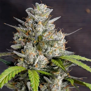 Cogollo de Melonade Runtz, variedad de cannabis de aroma a melón.