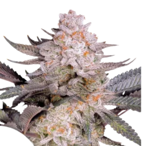 Cogollo de Orange Bud 2.0, variedad de cannabis de aroma cítrico.