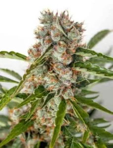 Cogollo de Orange Bud, variedad de cannabis de aroma a naranja.
