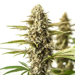 Primer plano del cogollo de Orient Auto, cannabis autofloreciente de Blimburn Seeds.