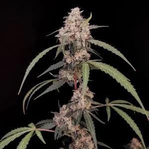 Planta de Original AK Auto de Fast Buds, cannabis autofloreciente.