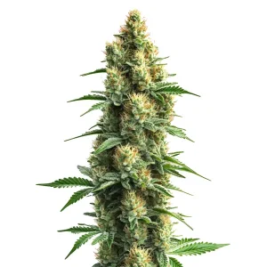 Planta de Orka con cogollos en floración, variedad de cannabis de Blimburn Seeds.