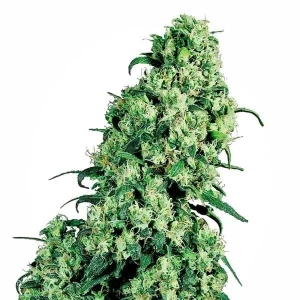 Cogollo de Skunk #1 Regular, semillas regulares de cannabis.