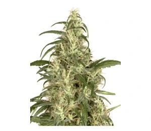 Cogollo de Skunk #11, variedad clásica de cannabis.