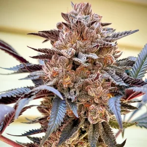 Cogollo de Slush Mint Cake, variedad de cannabis.