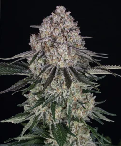 Cogollo resinoso de Sour Diesel Auto de Barney's Farm, cannabis autofloreciente.