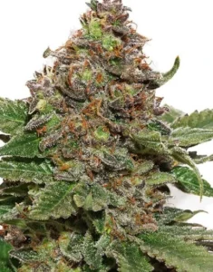 Cogollo de Strawberry Cough de Dutch Passion, variedad de cannabis de aroma a fresa.