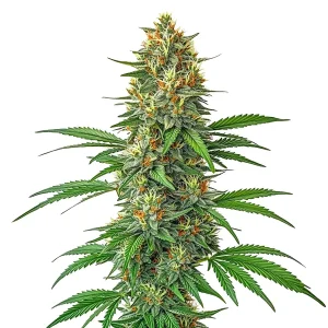 Cogollo de Tangie Auto, semillas de cannabis autoflorecientes de aroma cítrico.
