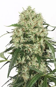 Cogollo de The Ultimate, variedad de cannabis de alta producción.