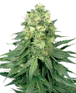 Cogollo de White Widow Regular, semillas regulares de cannabis.