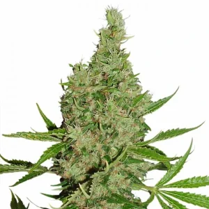Cogollo de White Widow X The Ultimate Regular, semillas regulares de cannabis.