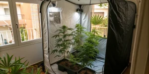Autocultivo de cannabis en España: qué permite la ley